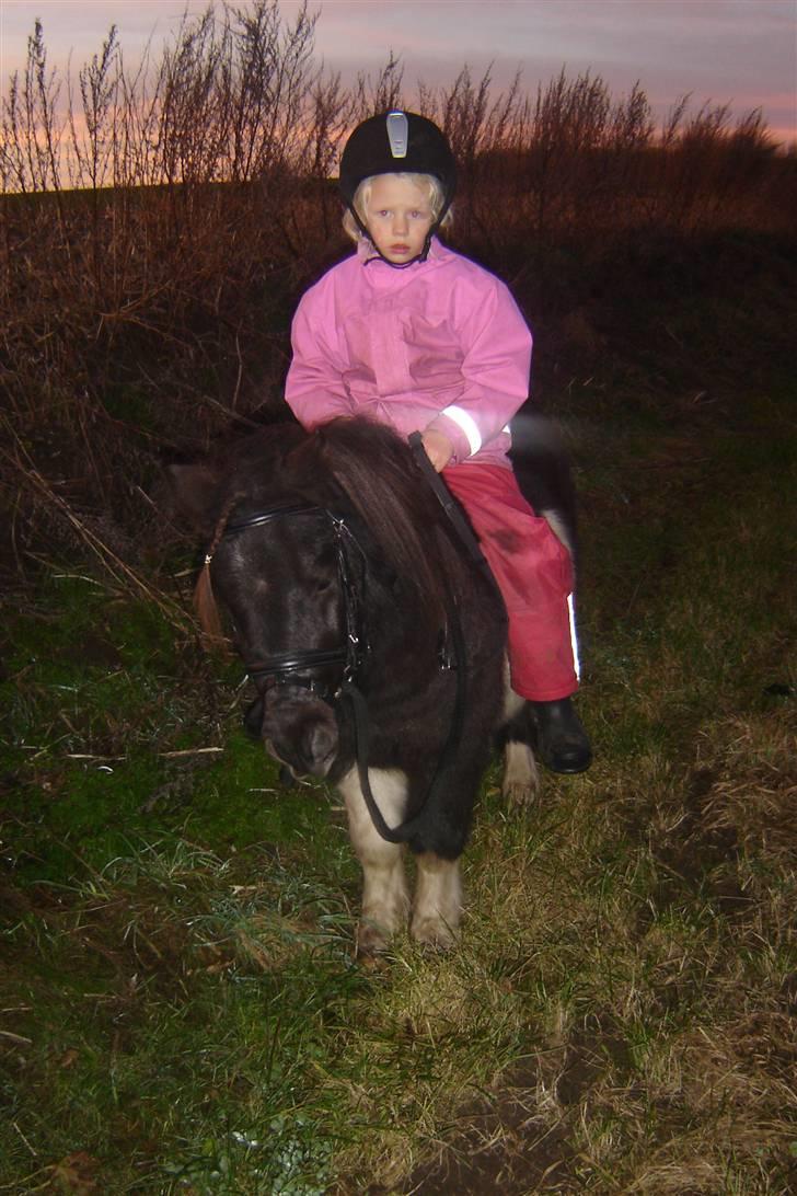 Anden særlig race Pinnochio   (Solgt) billede 8