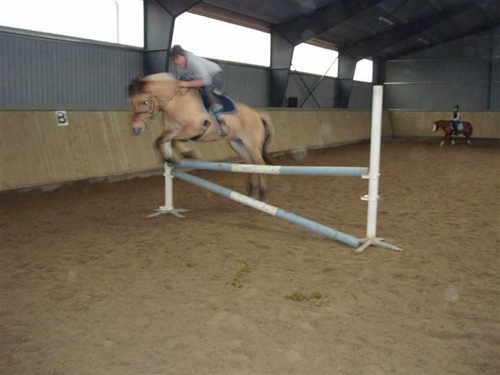 Fjordhest Klokkeblomst   * Solgt* - Slalom :D billede 7