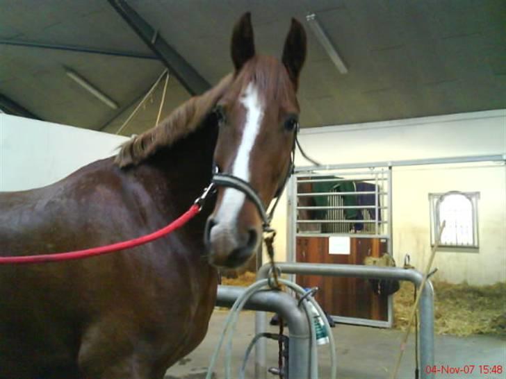 Frederiksborg Poseidon SOLGT - jeg er så lækker :P billede 11