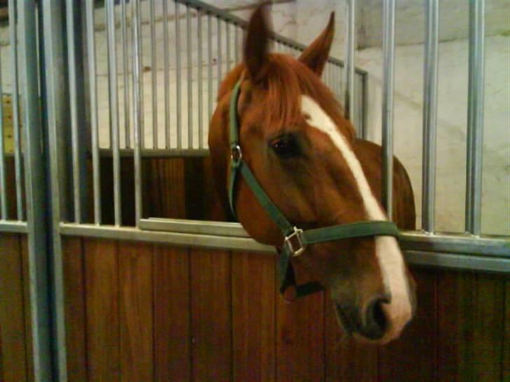 Frederiksborg Poseidon SOLGT - I hans nye boks, nu kan der jo kigges ud :O billede 12