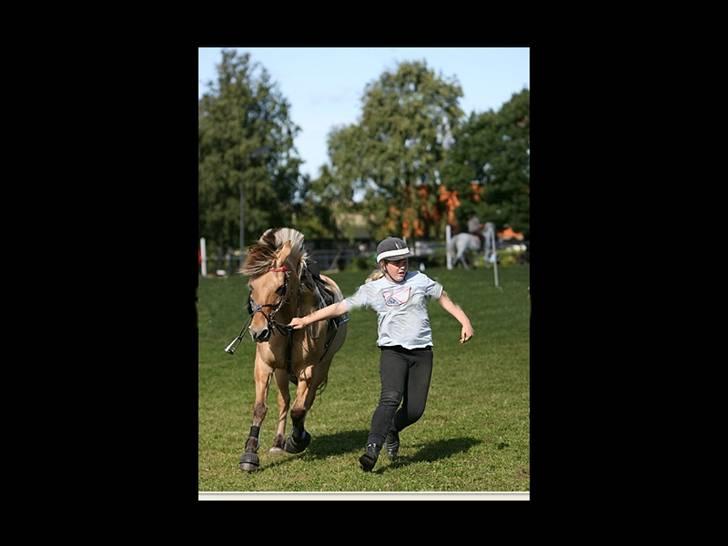 Fjordhest Klokkeblomst   * Solgt* - Så skal der løbes  c",) billede 8
