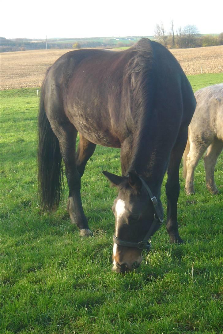 Anden særlig race unik billede 15