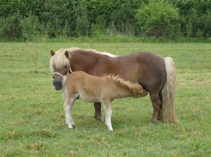 Shetlænder Casey # Solgt # - Casey sommer 2006 billede 1