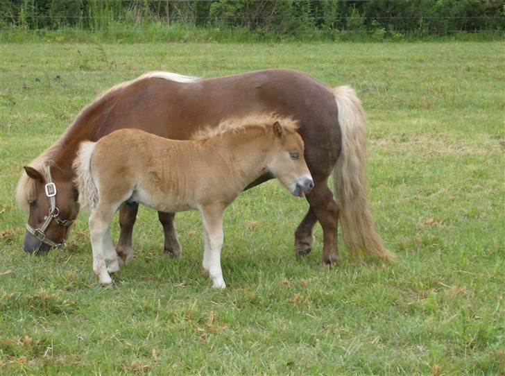 Shetlænder Casey # Solgt # - Casey sommer 2006 billede 2