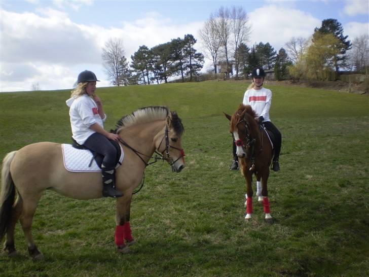 Fjordhest Klokkeblomst   * Solgt* - Mig og liv, til første Mounted games Stævne :P billede 9