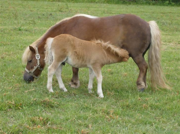 Shetlænder Casey # Solgt # - Casey sommer 2006 billede 3