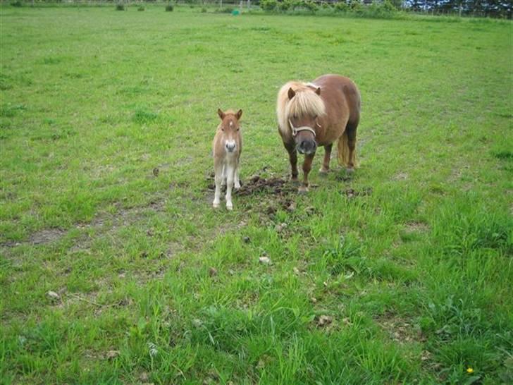 Shetlænder Casey # Solgt # - Casey sommer 2006 billede 4