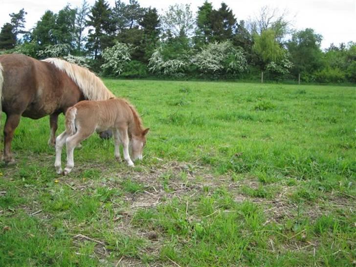 Shetlænder Casey # Solgt # - Casey sommer 2006 billede 5