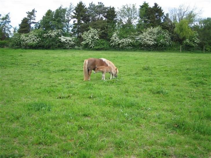 Shetlænder Casey # Solgt # - Casey sommer 2006 billede 6