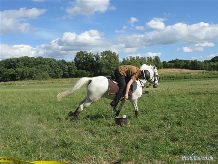 Anden særlig race Stella *RIP* - DM hold 08 Carton race billede 15