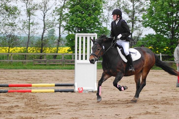 Anden særlig race pyxis - Der er fart over feltet på Pyxis, når der er et spring i nærheden :D<3 Springstævne i HARK (D. 23/5 10) Fejlfri i 30 cm. billede 3