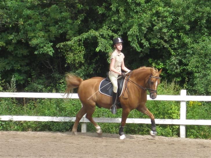 Hollandsk Sportspony Skovlykkes Choice solgt  - træning sommer 09 billede 8