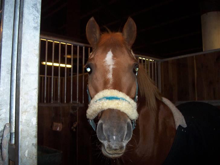 Hollandsk Sportspony Skovlykkes Choice solgt  - heej med diig;p billede 9