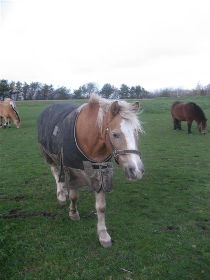 Tyroler Haflinger Fenny billede 2