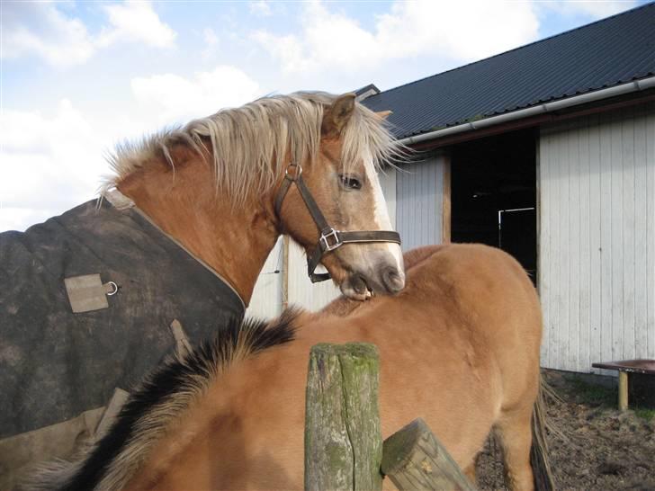 Tyroler Haflinger Fenny - vi hygger os rigtigt :-) billede 5