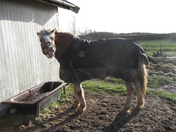 Tyroler Haflinger Fenny - ser jeg ikke bare yndig ud :-) billede 6