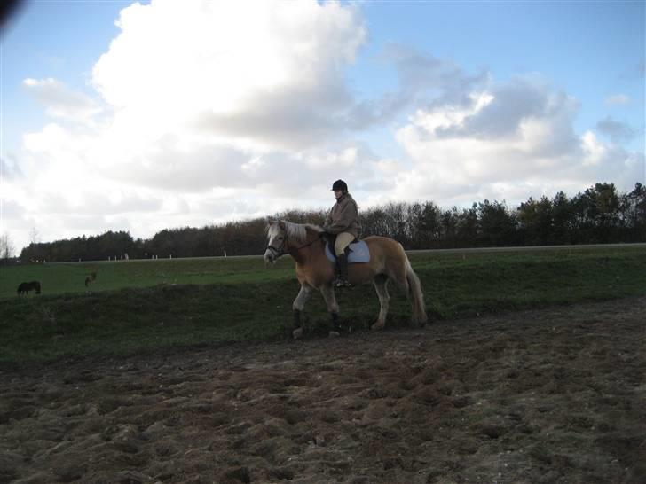 Tyroler Haflinger Fenny - lige en lille ridetur billede 7
