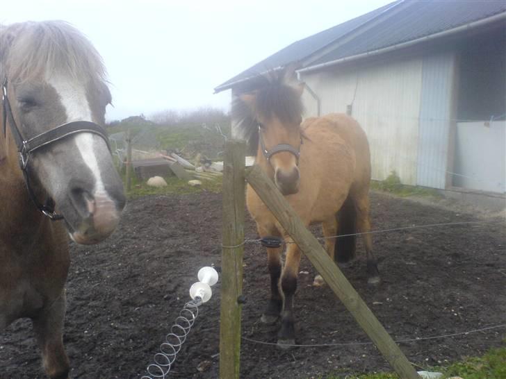 Tyroler Haflinger Fenny - surmule :-) billede 8