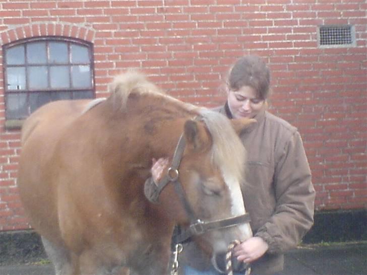 Tyroler Haflinger Fenny - rigtig gode venner :-) billede 9