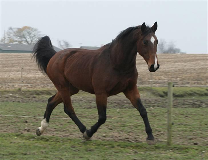 Dansk Varmblod Miss Manley R.I.P 23/10 - Taget af Karins-foto billede 1