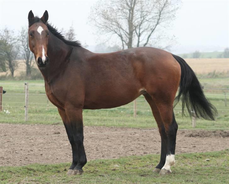 Dansk Varmblod Miss Manley R.I.P 23/10 - taget af karins-foto billede 2