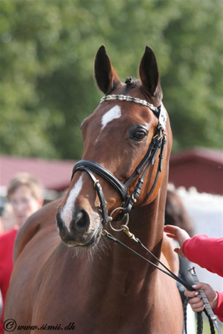 Dansk Varmblod Miss Manley R.I.P 23/10 - store hestedag... billede 3