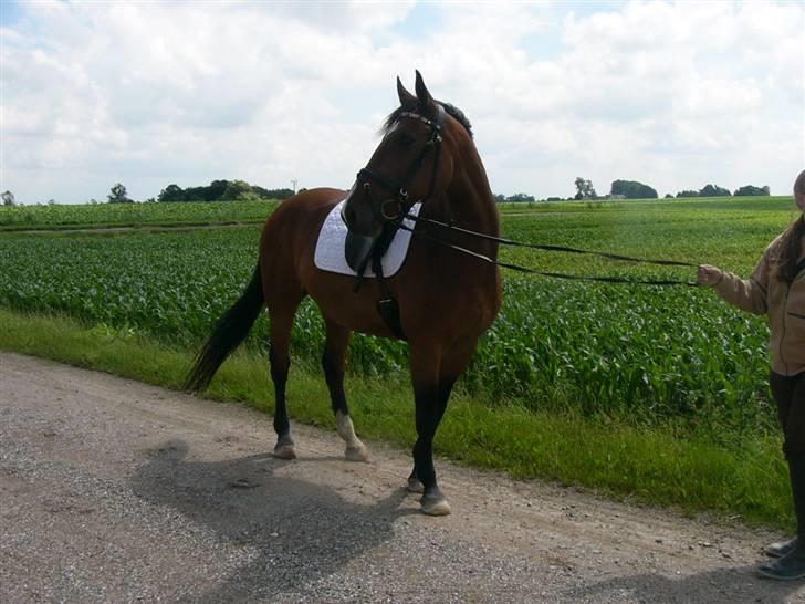 Dansk Varmblod Miss Manley R.I.P 23/10 - smukke manley billede 4