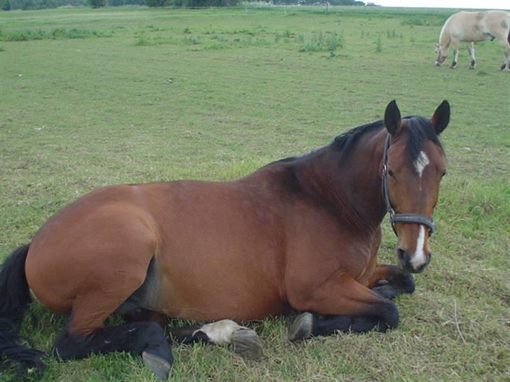 Dansk Varmblod Miss Manley R.I.P 23/10 - ligger og putter... billede 5