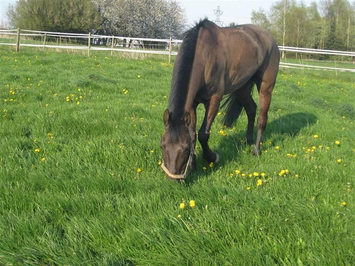 Anden særlig race Trinity C  - sommeren 2008 billede 7