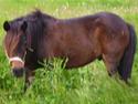 Welsh Mountain (sec A) Spunku (Part)(Solgt)':