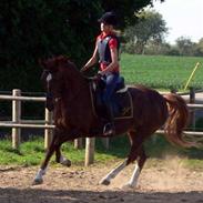 Hollandsk Sportspony Rolie