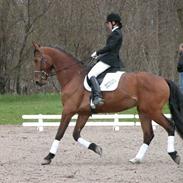 Dansk Varmblod Stolpegårdens Caliber