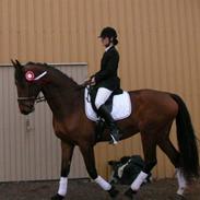 Dansk Varmblod Stolpegårdens Caliber