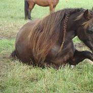 Welsh Pony af Cob-type (sec C) Gribsvads Bino R.I.P