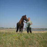 Welsh Pony af Cob-type (sec C) Gribsvads Bino R.I.P