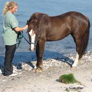 Welsh Pony af Cob-type (sec C) Gribsvads Bino R.I.P