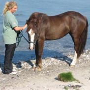 Welsh Pony af Cob-type (sec C) Gribsvads Bino R.I.P