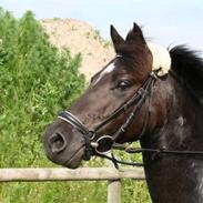 Anden særlig race Megan *SOLGT*