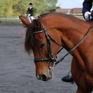 Sportsaraber (A) LAUDER