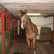 Arabisk fuldblod (OX) Marsipan ox Solgt