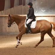 Dansk Varmblod Tequila Sunrise R:I:P. 