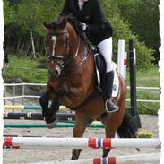 New Forest Skoglys Marco Polo*SOLGT*