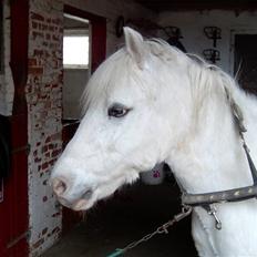 Welsh Pony (sec B) Samson (for altid savnet)