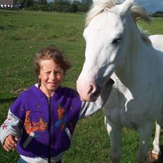 Welsh Pony (sec B) Samson (for altid savnet)