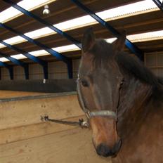 New Forest Kenzo Amarine 