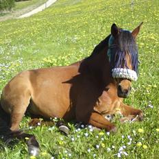 Anden særlig race Timon(solgt) (':