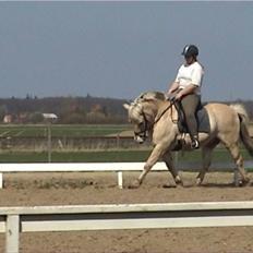 Fjordhest Dybdals Kasmir 8602488