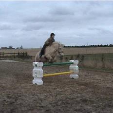 Fjordhest Dybdals Kasmir 8602488