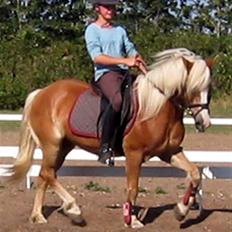 Tyroler Haflinger Lizette (RIP)