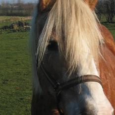 Tyroler Haflinger Lizette (RIP)